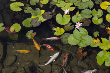 Koi Pond sazan balık arasında Nilüfer parkta yavaş yavaş suda yüzüyor