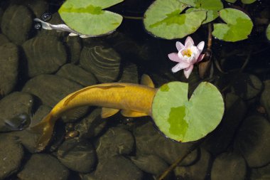 Koi Pond sazan balık arasında Nilüfer parkta yavaş yavaş suda yüzüyor