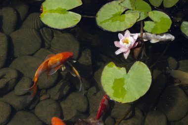 Koi Pond sazan balık arasında Nilüfer parkta yavaş yavaş suda yüzüyor