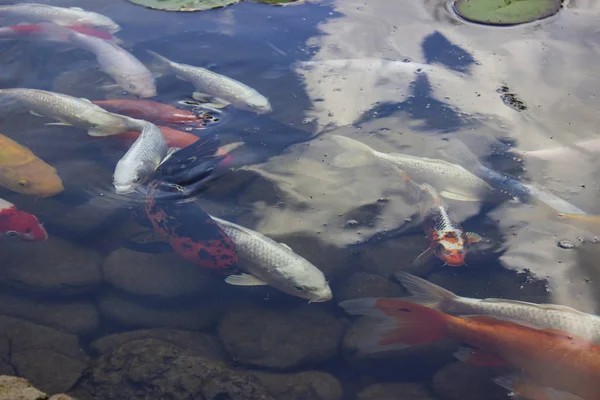Koi Pond Carp Fish Nada Entre Nenúfar Agua Lentamente Parque —  Fotos de Stock