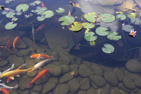 Koi Teich Karpfenfisch Schwimmt Zwischen Seerosen Wasser Langsam Park — Stockfoto