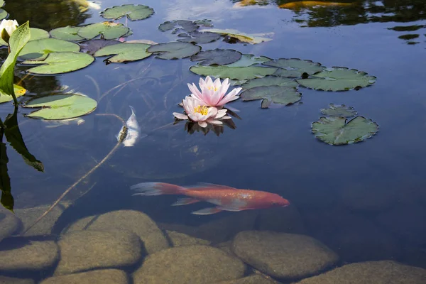 公園でゆっくりと水に咲く睡蓮の間で池の鯉鯉泳ぐ — ストック写真