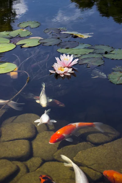 公園でゆっくりと水に咲く睡蓮の間で池の鯉鯉泳ぐ — ストック写真