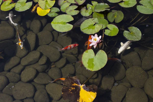 公園でゆっくりと水に咲く睡蓮の間で池の鯉鯉泳ぐ — ストック写真