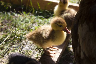 Groun gruptaki yeme grup küçük ördek yavrusu