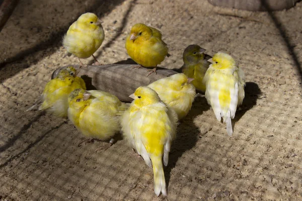 Grupo Pequenos Canários Amarelos Comendo Chão — Fotografia de Stock