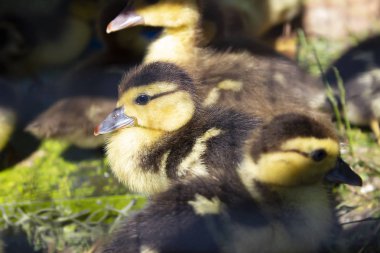 Groun gruptaki yeme grup küçük ördek yavrusu