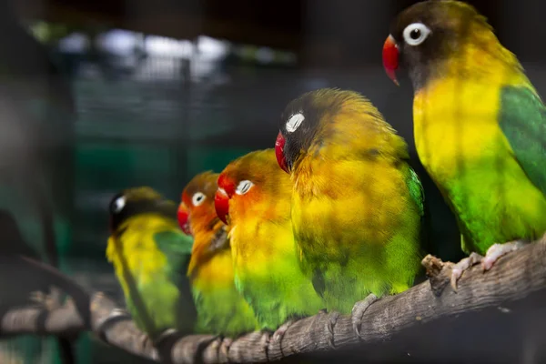 Grupo Loros Verdes Pequeños Sentados Una Rama — Foto de Stock