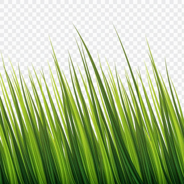 Ondeando Hierba Verde Fresca Bush Estilo Realista Sobre Fondo Blanco — Vector de stock