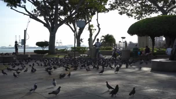 Troupeau de pigeons au sol. — Video