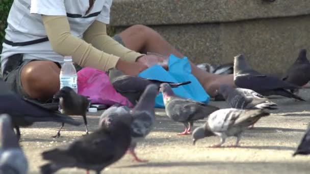 Закрыть человека, который кормит голубей . — стоковое видео