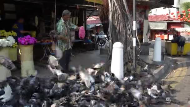 A man feed pigeons. — Stock Video