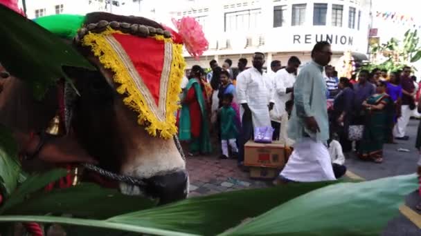 Le vacche sante aspettano in strada per sostituire tirare il carro durante Thaipusam. — Video Stock