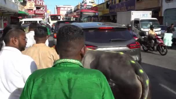 Vacas sagradas caminan en la calle . — Vídeos de Stock