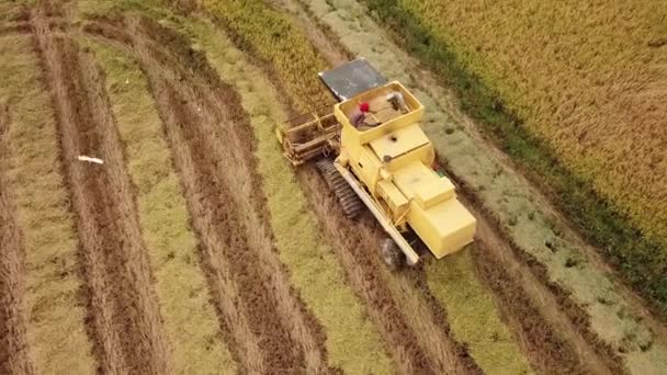 Pracownik na szczycie kombajnu na polach ryżowych. — Wideo stockowe