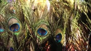 Kavadi üzerinde tavus kuşu tüyü döndürme
