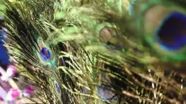 Tavus kuşu tüyüne ön planda bulanıklık ile yakınlaştır. Hint dini kutlama konsepti.