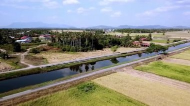 Malezya Kampung yakınlarında hasat edildikten sonra yeşil çeltik tarlası üzerinde uçan hava aracı