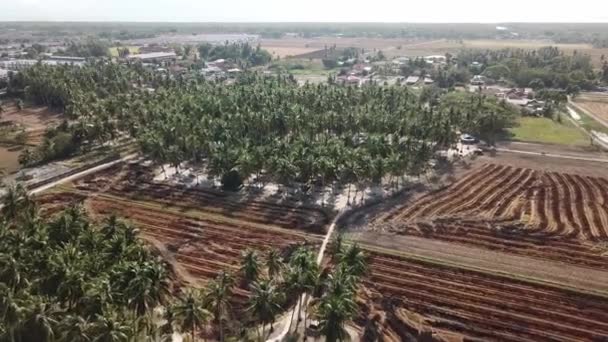 空中观景椰子农场 旁边是稻田烧焦后的景象 — 图库视频影像