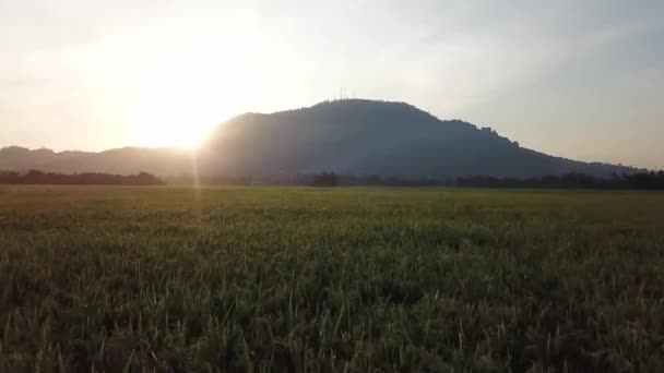 Bengala Solar Aérea Colina Bukit Mertajam Arrozal Amarillo Por Noche — Vídeos de Stock