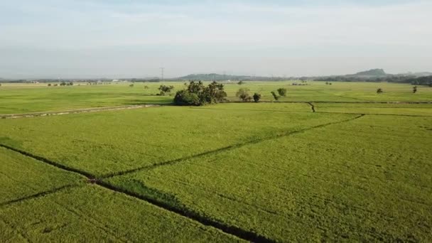 Luchtvlieg Naar Groene Struik Bij Paddy Field — Stockvideo