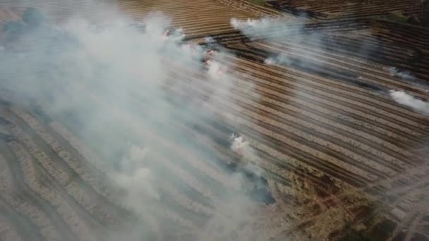 Mouche Aérienne Dessus Zone Brûlage Ouvert Rizière — Video