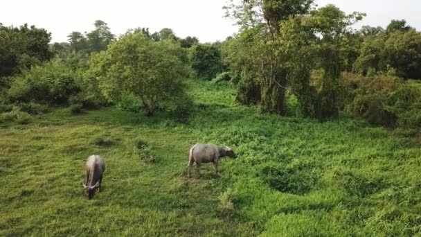 Buffaloes Pastando Hierba Campo Por Noche — Vídeo de stock