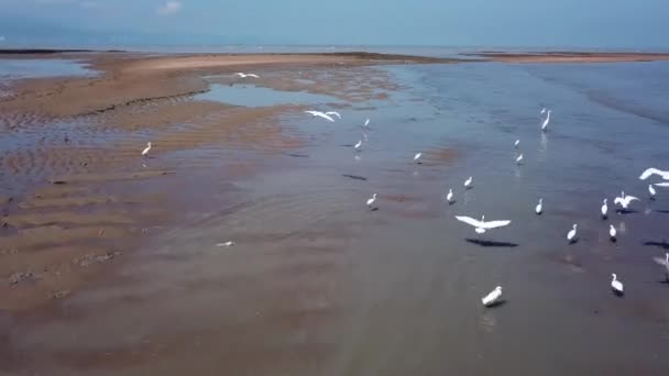 ようこそ鳥がクアラルンプールの近くの海岸で飛ぶ Muda — ストック動画