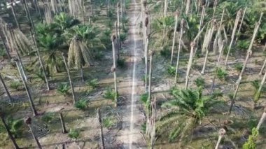 Ölü, çıplak palmiye ağacı. Palmiye yağı arazisindeki küçük patikada uçan bir uçak..