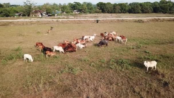 Búfalo Está Grupo Vacas Pastando Hierba — Vídeos de Stock
