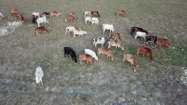 Vacas Pastando Hierba Vista Aérea Campo — Vídeos de Stock