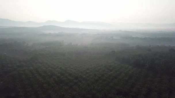Mgła Powietrzna Plantacji Palmy Olejowej — Wideo stockowe