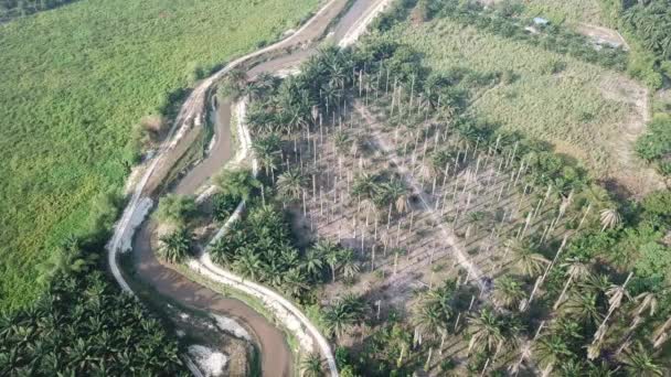 Palmeira Nua Morta Aérea Lado Rio Malásia — Vídeo de Stock