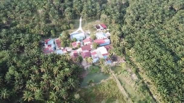 Mouche Aérienne Dessus Petit Village Dans Palmier Huile — Video