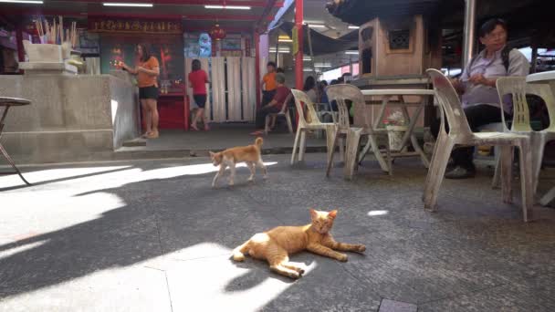 Two yellow cat sit at street. — Stock Video