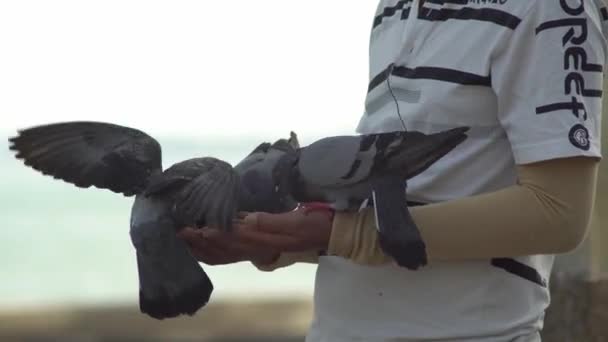 비둘기는 사람이 마련 해 주는 음식을 손에 쥐고 먹는다. — 비디오