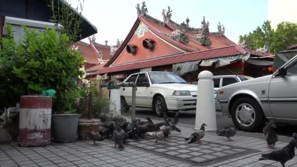 Las palomas comen alimentos — Vídeos de Stock