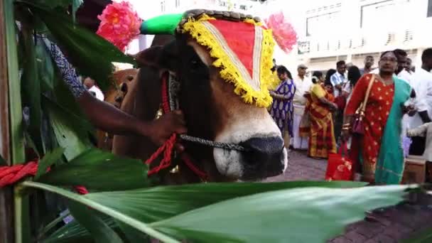 Svaté krávy na ulici během Thaipusam. — Stock video
