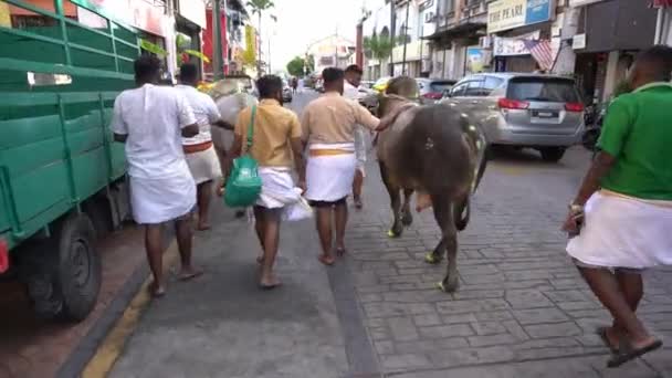 Heilige Kühe zum Thaipusam-Fest gehen auf Straße. — Stockvideo