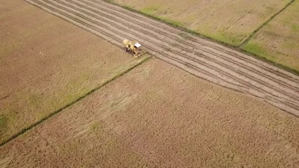 Aérien drone tir aigrette voler autour de la moissonneuse à la rizière. — Video