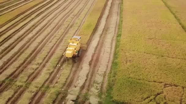 Widok z góry kombajnu na pole ryżowe. — Wideo stockowe