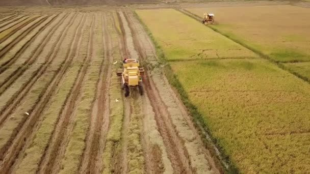 Due lavori di mietitrebbia in risaia. — Video Stock