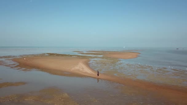 Een man loopt op modderig land op zoek naar mosselen.. — Stockvideo