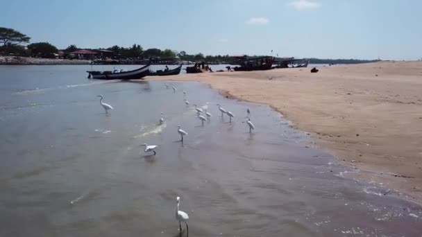 鳥が海岸で食べ物を探している挨拶の上を飛ぶ. — ストック動画