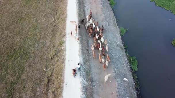 Los agricultores siguen la parte posterior de las vacas para ir a casa. — Vídeos de Stock