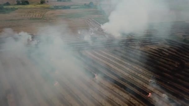 Flyg Över Rök Öppen Eld Paddy Field — Stockvideo