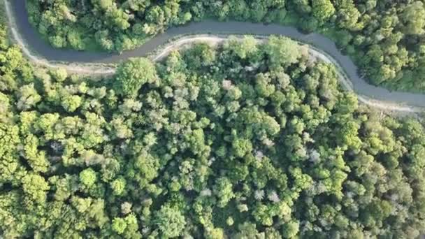 Luftaufnahme Grüne Bäume Neben Einem Fluss — Stockvideo