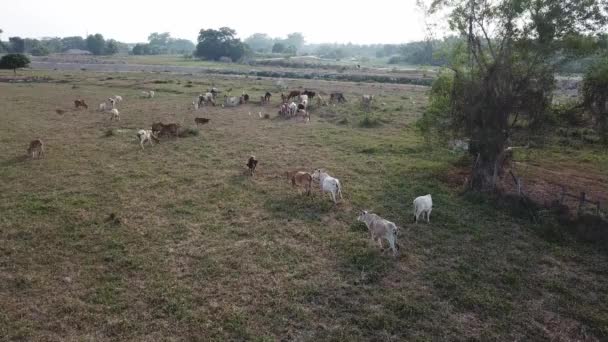 Αγελάδες Πόδια Στο Πράσινο Χόρτο Πεδίο Βόσκηση Γρασίδι — Αρχείο Βίντεο
