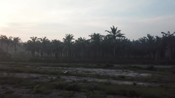 Een Vogel Vlieg Land Duidelijke Oliepalmplantage — Stockvideo