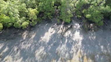 Ön planda bir ağaç duruyor ve arka planda bir ağaç görülebilir. Öndeki ağaç yeşildir ve arka plandaki ağaçtan daha büyüktür.